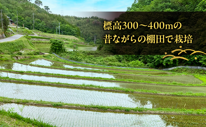 先行受付 ホタル舞う里山の棚田米 無洗米 精米10kg 令和8年産 にじのきらめき2kg×5袋