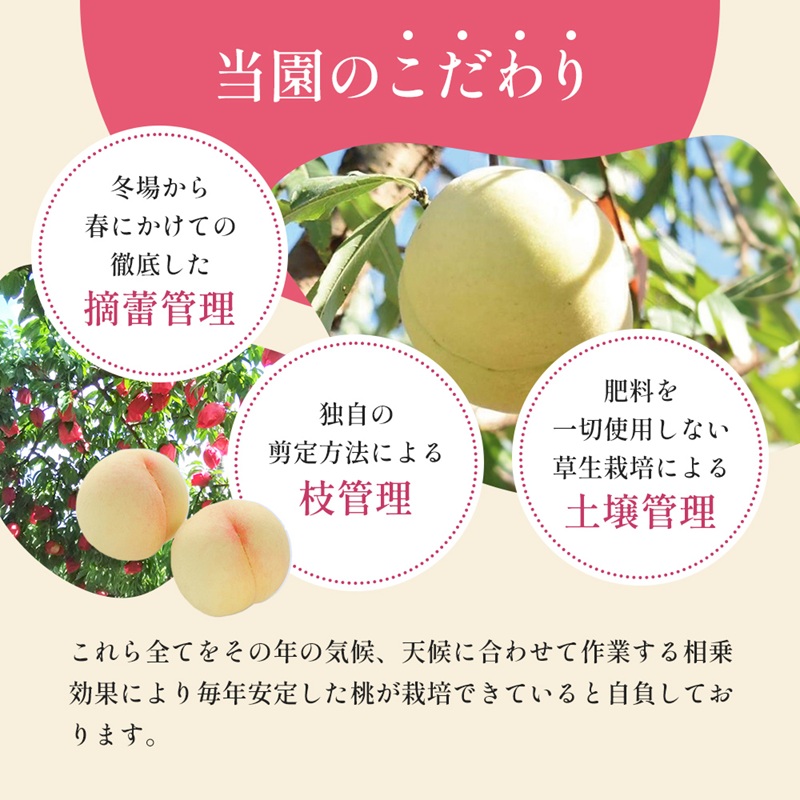 桃 2026年 先行予約 8月の旬な 白桃 をお届け！3玉 約900g 糖度センサー選果 糖度12度以上 もも モモ 岡山県 赤磐市産 国産 フルーツ 果物 ギフト あみかフルーツ