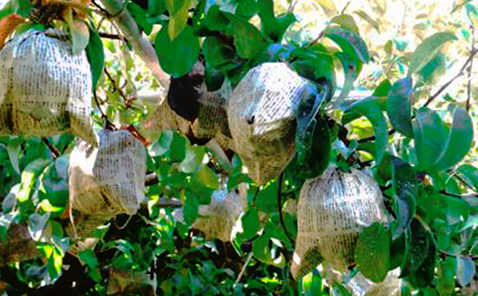 梚 2024幎 ãã¹ã¯ã©ãµã³ 4çå
¥ãïŒè¥¿æŽæ¢šïŒ 岡山ç èµ€ç£åžèµ€åç£ ãªã ãã«ãŒã æç©