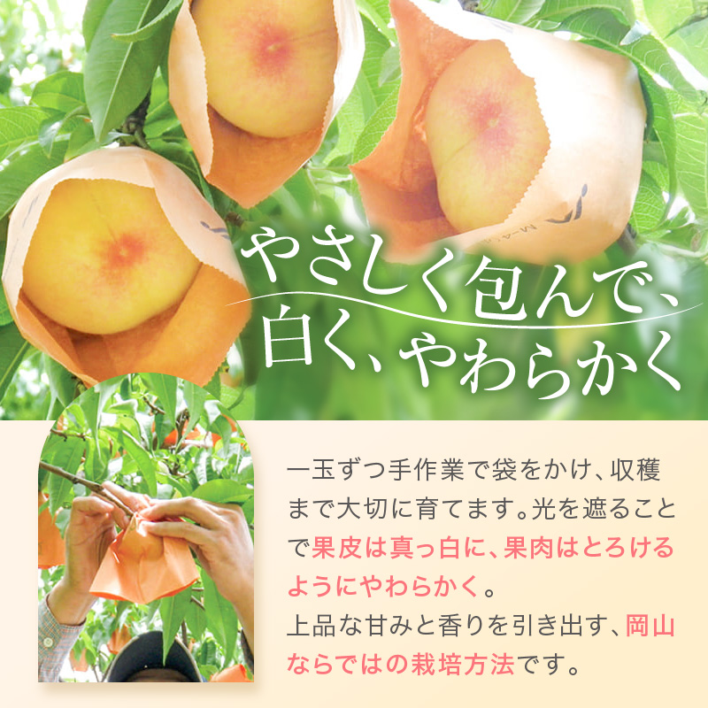 桃 2026年 先行予約 赤磐の 白桃 約1.5kg 5～7玉 JA晴れの国 糖度センサー選果 もも モモ 岡山県 赤磐市産 国産 フルーツ 果物 ギフト デザート 果肉 
