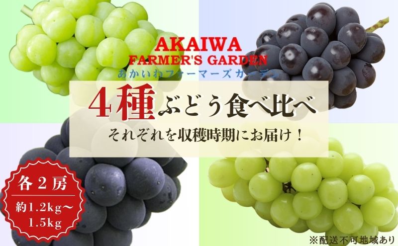 ぶどう 2025年 先行予約 ぶどう 食べ比べ 約1.2kg～1.5kg×4種 葡萄 岡山県 赤磐市産 フルーツ 果物