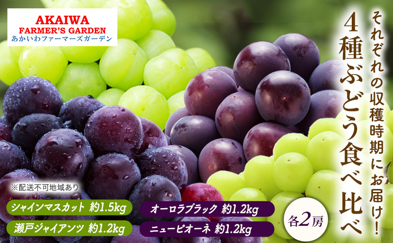 ぶどう 2025年 先行予約 ぶどう 食べ比べ 約1.2kg～1.5kg×4種 葡萄 岡山県 赤磐市産 フルーツ 果物 果物類 マスカット