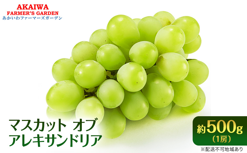 ぶどう 2025年 先行予約 マスカット オブ アレキサンドリア 約500g 1房 葡萄 フルーツ 果物 岡山 赤磐市産 ブドウ 果物類
