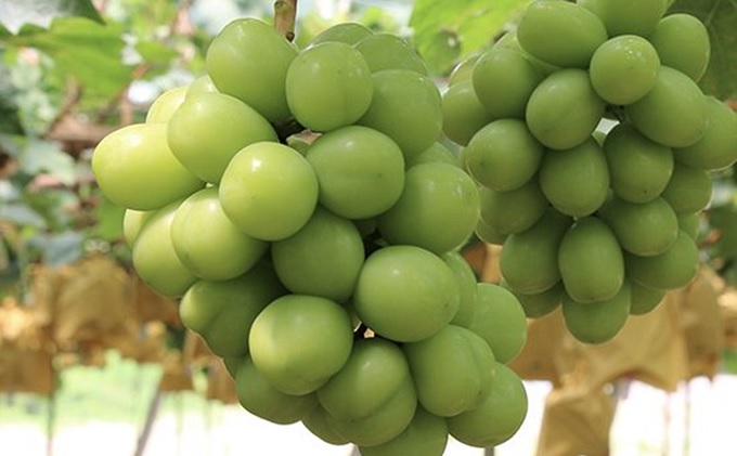 桃 ぶどう 2026年 先行予約 清水白桃 3玉合計 約900g（1玉約300g） シャインマスカット 晴王 1房 550g以上 詰合せ 白桃 もも 葡萄 ブドウ シャイン マスカット 岡山県産 国産 フルーツ 果物 桃茂実苑