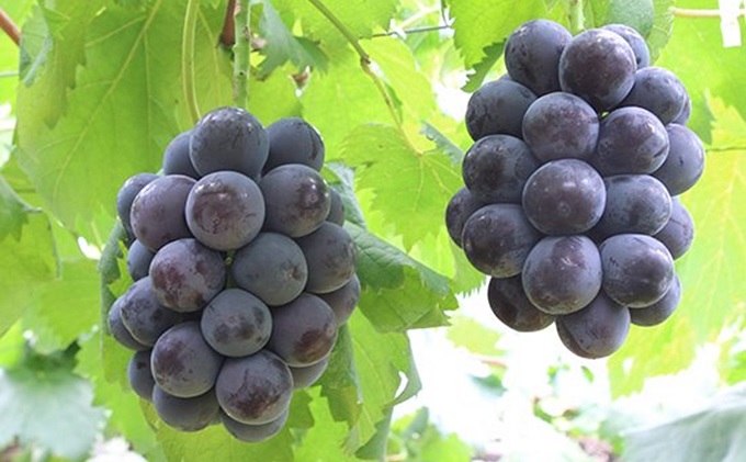 桃 ぶどう 2026年 先行予約 白桃 2玉 合計約600g（1玉約300g） シャインマスカット 晴王 ・ ニューピオーネ 各1房 550g以上 もも モモ 葡萄 ブドウ 岡山県産 国産 フルーツ 果物 ギフト 桃茂実苑 