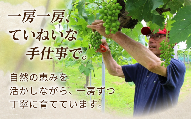 〈パック詰め〉岡山の自然がはぐくむピオーネ  2.4kg 【beac010-01】
