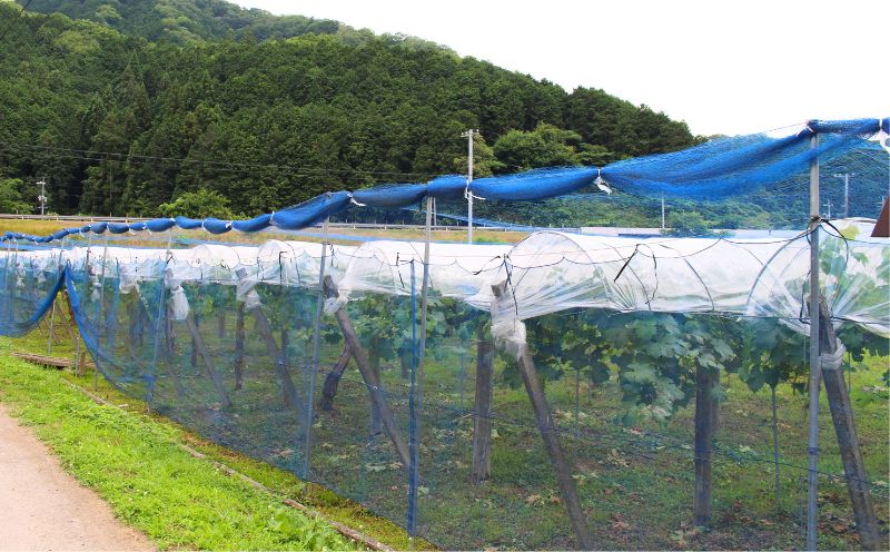 ãèŽççšã岡山ã®èªç¶ãã¯ãããã·ã£ã€ã³ãã¹ã«ãã çŽ2kg ãbeac001-01ã