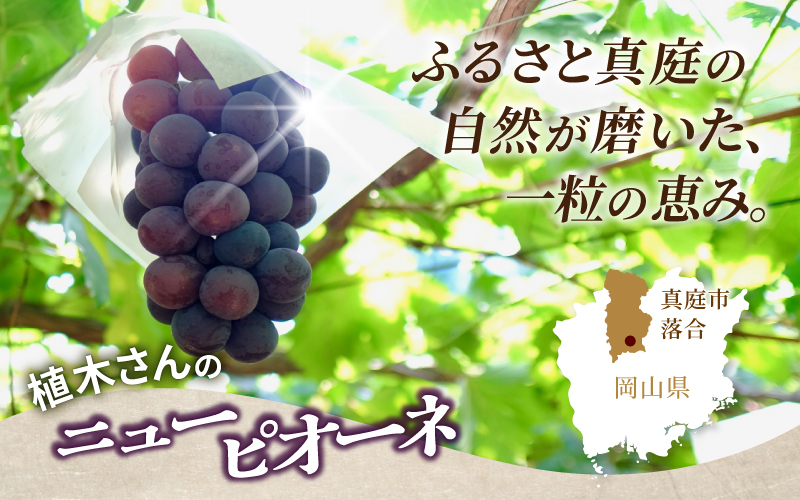 〈パック詰め〉岡山の自然がはぐくむピオーネ  2.4kg 【beac010-01】
