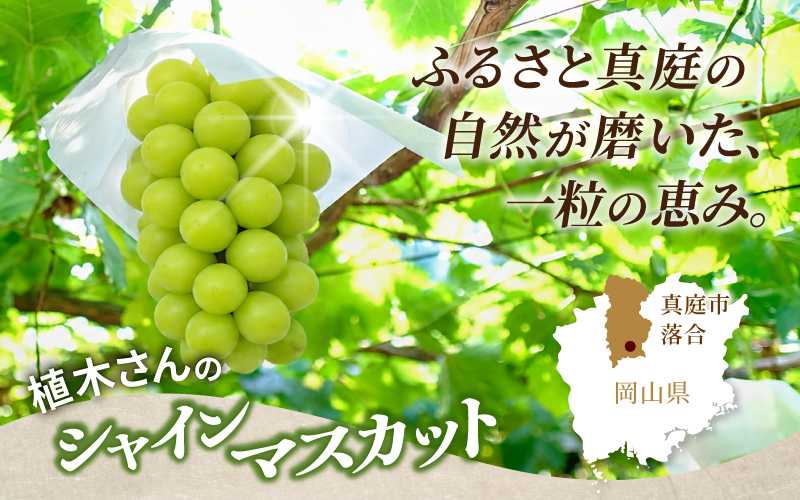 ããå®¶åºçšãéæ°Žéã®å°ãªã岡山ã®èªç¶ãã¯ãããã·ã£ã€ã³ãã¹ã«ãããæŽå€©ã¶ã©ãã çŽ2kg ïŒ3ïœ4æ¿ïŒãbeac005-01ã