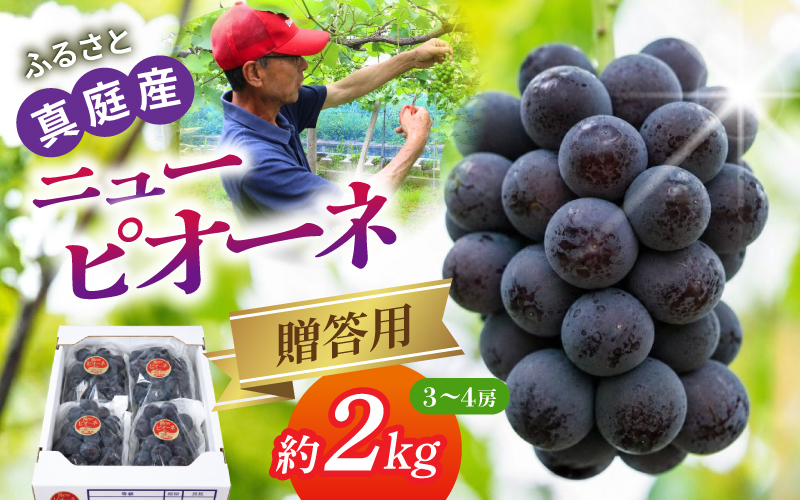 【先行予約】 数量限定 植木さんのニューピオーネ  約2kg 〈贈答用〉 【期間限定/9月～10月末頃より順次発送】 産地直送 岡山県 真庭市の自然が磨いたピオーネ ぶどう園AC  濃厚 ブドウ 種なし ブドウ 果物 フルーツ 期間限定 ギフト 贈答 贈り物 お取り寄せ 産直 2キロ 【beac002-01】