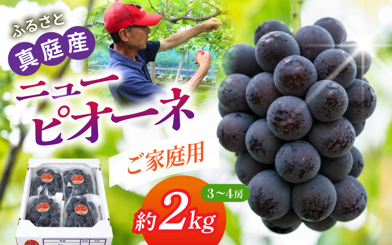 〈ご家庭用〉岡山の自然がはぐくむピオーネ 約2kg 【beac006-01】