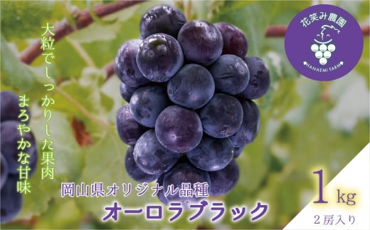 【2026年先行予約】岡山 花笑み農園の『オーロラブラック』1kg（2房） 2026年9月上旬～ 受付順に発送予定 【hana030-02】