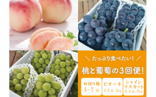 【2026年先行予約】たっぷり食べたい！桃とピオーネ、シャインマスカットが届く３回便 (岡山県産)【KF-T023-01】