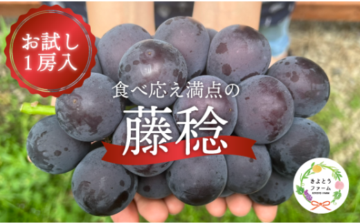 【2026年先行予約】大粒ぶどうの藤稔 お試し１房入 / 房600g以上 (岡山県産)  / ふじみのり 藤みのり ぶどう ブドウ 葡萄 先行予約 フルーツ 果物 真庭市 フルーツ王国 きよとう果樹園【KF-B088-03】