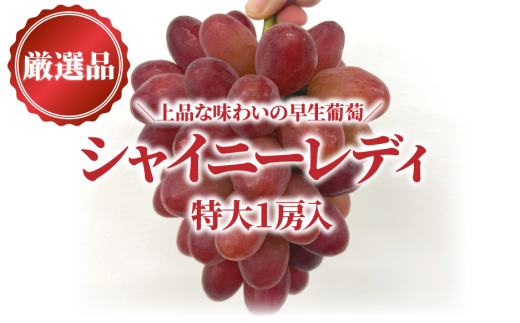 【2026年先行予約】赤色ぶどう シャイニーレディ厳選品１房/房700ｇ以上 (岡山県産) 【KF-B081-03】