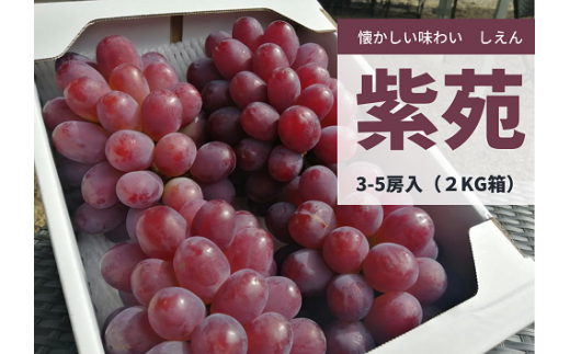 【2026年先行予約】紫苑(しえん)3-5房/計2.0kg～ (岡山県産)【KF-B041-01】