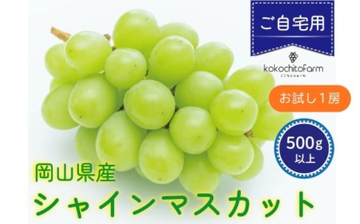 【2026年先行予約】 ここちとふぁーむ 【ご自宅用】 岡山県産 シャインマスカット お試し1房 500g以上 【koko014-01】