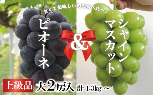 【2026年先行予約】ピオーネ＆シャインマスカット 上級品 特大2房 /計1.3kg～  (岡山県産) 【KF-B087-02】