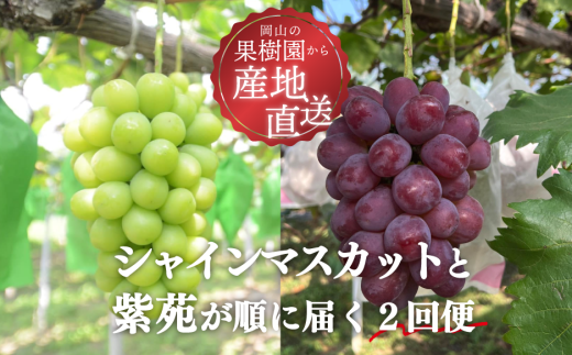 【2026年先行予約】シャインマスカットと紫苑の2回便(定期便) (岡山県産)【KF-T004-01】