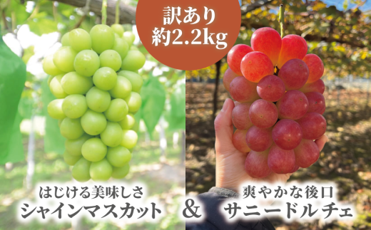 【きよとうファーム】訳あり品 シャインマスカット＆サニードルチェ/約2.2kg (岡山県産)【KF-B089-03】