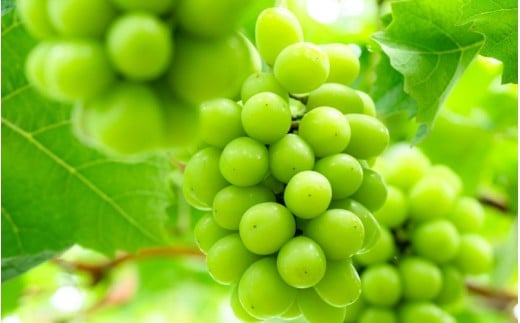 【訳あり品】 しげちゃん農園の シャインマスカット「晴王」 1.4kg前後（2～3房入） 【2026年10月上旬～順次発送】 ※小粒や見た目の良くないもの等の訳あり品 岡山県真庭市産 ぶどう シャインマスカット フルーツ 【shifarm003-02】