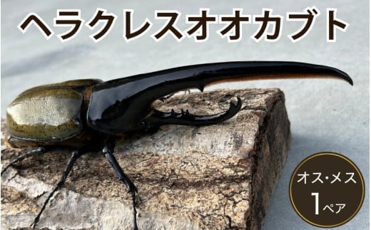 ヘラクレスオオカブト 成虫ペア オス（150mm台）メス（60mm以上） / ヘラクレス カブトムシ 昆虫 真庭市 生体 飼育 生き物 生物 岡山県【hrkrs001-01】