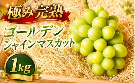 シャインマスカット【2026年先行予約】除草剤不使用 極み完熟 1kg以上(2~3房) ご家庭用 ぶどう シャインマスカット マスカット しゃいんますかっと 葡萄 くだもの 果物 農家直送 新鮮 種なし 皮ごと 岡山県 真庭市 【koko017】