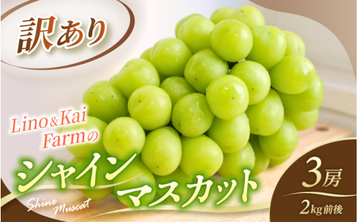 【2026年先行予約】 【訳あり】 Lino＆Kai Farmのシャインマスカット 3房前後(2kg前後）化粧箱入 ぶどう 岡山  真庭市 シャインマスカット 訳あり品 果物 産地直送 数量限定 種なし 【linokai013-01】