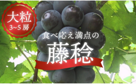【2026年先行予約】大粒で食べ応え満点！ 藤稔の上級品 3～5房入 計2.0kg～ (岡山県産)  / ふじみのり 藤みのり ぶどう ブドウ 葡萄 先行予約 フルーツ 果物 真庭市 フルーツ王国 きよとう果樹園【KF-B002-02】
