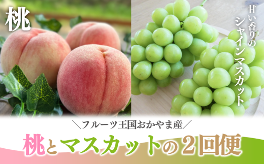 【2026年先行予約】桃とシャインマスカットが産地直送で届く！ご家庭用２回便 (定期便)(岡山県産)【KF-T048-04】