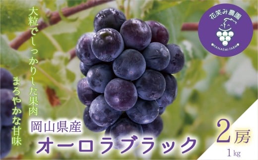 【2026年先行予約】岡山 花笑み農園の『オーロラブラック』1kg（2房） 2026年9月上旬～ 受付順に発送予定 【hana030-02】