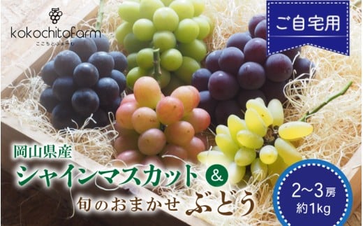 【2026年先行予約】 ここちとふぁーむ 【ご自宅用】 シャインマスカット＆旬のおまかせぶどう 2～3房 約1kg 岡山県産ぶどう 【koko016-01】