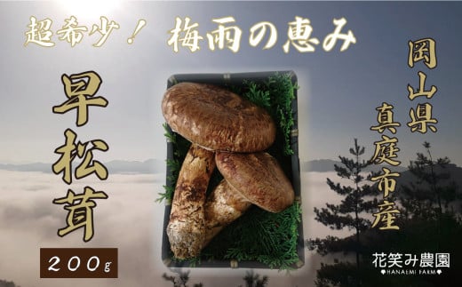【2026年先行予約】花笑み農園　超希少！早『松茸』200g～梅雨の恵み　（6～7月発送） 【hana024-02】