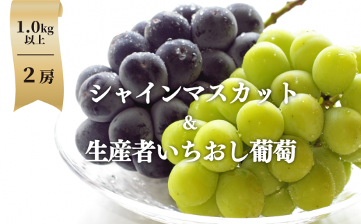 【2026年先行予約】シャインマスカット＆生産者いちおし葡萄 ２房/計1.0kg~ (岡山県産) 【KF-B010-03】