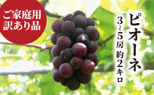 【2026年先行予約】訳あり ピオーネ  /約2.0kg~ (岡山県産) / ぶどう ブドウ 葡萄 ピオーネ 先行予約 フルーツ 果物 真庭市 フルーツ王国 きよとう果樹園 訳アリ【KF-B068-03】