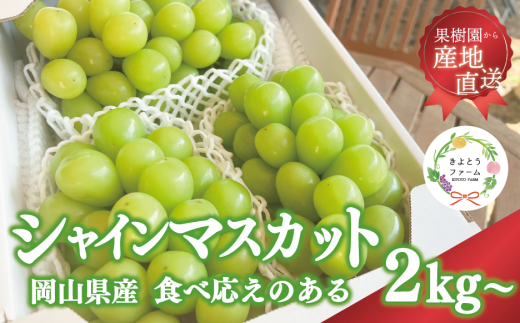 【2026年先行予約】シャインマスカット3～5房/計2kg~ (岡山県産)【KF-B016-03】