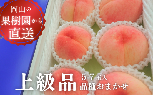 【2026年先行予約】旬採り桃の上級品 5-7玉入  (岡山県産) / もも 桃 モモ 先行予約 フルーツ 果物 真庭市 フルーツ王国 きよとう果樹園 岡山 【KF-A002-03】