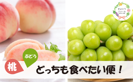 【2026年先行予約】旬採り桃とシャインマスカットどっちも食べたい便！２回便(定期便) (岡山県産)【KF-T012-04】