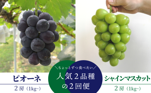 【2026年先行予約】ピオーネとシャインマスカット、中2房の2回便！(定期便) (岡山県産)【KF-T002-02】