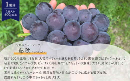 【2026年先行予約】ちょっとずつ食べたい！藤稔とシャインマスカットの１房お試し２回便！ (定期便)(岡山県産)【KF-T043-02】