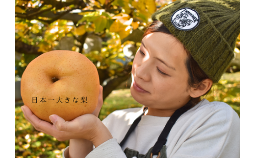 ãããæ¢š ãå®¶åºçš / çŽ5kg (岡山çç£) / ãããæ¢š æå®æ¢š 梚 ãå®¶åºçš æç© ãã ãã® ãã«ãŒã 忢š ãKF-C008-03ã