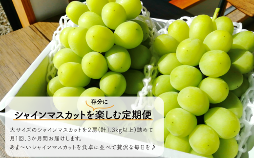 【2026年先行予約】岡山のシャインマスカットを楽しむ満足３回便！特大２房×3回/全便計3.9kg~ (定期便)(岡山県産)【KF-T045-02】