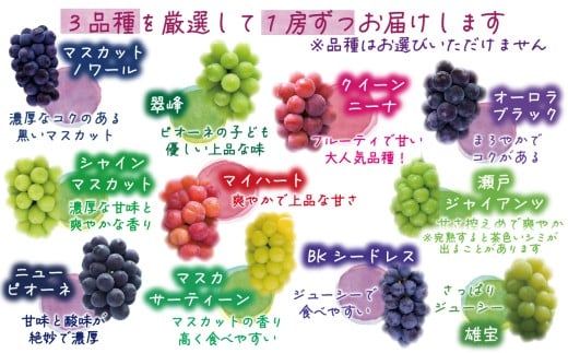 【2026年の先行予約】岡山 花笑み農園 10月おすすめ『ぶどう３種』家庭用（1.8kg） 3M-2L家 / ぶどう 詰め合わせ 食べ比べ シャインマスカット 岡山 真庭市 【hana086-01】