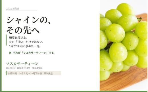 【2026年先行予約】 マスカサーティーン【シャイン一族の希少品種】 1㎏（2房または3房） 高級 シャインマスカット よしだ葡萄園 朝どれ直送【10月上旬～10月下旬頃に順次発送】/ ぶどう シャインマスカット 果物フルーツ 贈答品 贈り物 岡山県 真庭市【ysdb004】