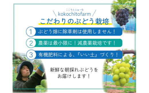 【2026年先行予約】 ここちとふぁーむ 【ギフト】 岡山県産 シャインマスカット 3～5房 2kg以上 【koko004-02】