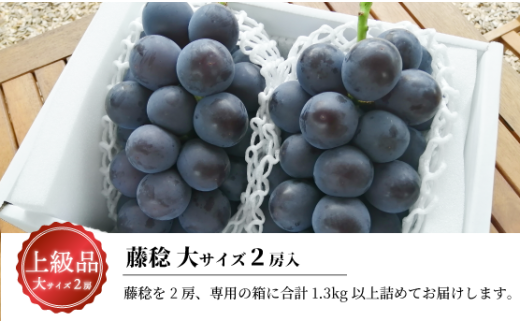 【2026年先行予約】大粒の藤稔 特大２房 / 計1.3kg～ (岡山県産) / ふじみのり 藤みのり ぶどう ブドウ 葡萄 先行予約 フルーツ 果物 真庭市 フルーツ王国 きよとう果樹園【KF-B056-03】