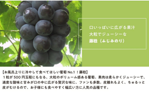 【2026年先行予約】大粒で食べ応え満点！ 藤稔の上級品 3～5房入 計2.0kg～ (岡山県産)  / ふじみのり 藤みのり ぶどう ブドウ 葡萄 先行予約 フルーツ 果物 真庭市 フルーツ王国 きよとう果樹園【KF-B002-02】