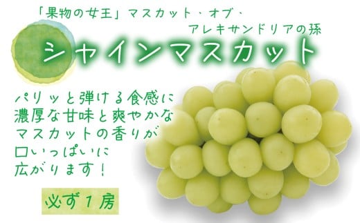 【2026年の先行予約】岡山　花笑み農園のブドウ『食べ比べ４種セット』シャイン入り2kg家庭用 4M-2家 / ぶどう 詰め合わせ 食べ比べ シャインマスカット 岡山 真庭市 【hana087-01】