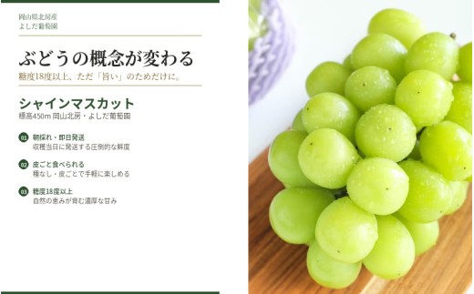 シャインマスカット【2026年先行予約】糖度18度以上 朝採れ 1kg (2房または3房) ぶどうの概念が変わる よしだ葡萄園の極上品【10月上旬～10月下旬頃に順次発送】 / ぶどう シャインマスカット 果物 フルーツ 大粒 贈答品 贈り物 岡山県 真庭市【ysdb001】