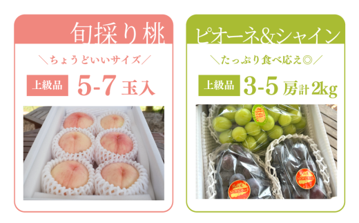 ã2026幎å
è¡äºçŽãéããè³ªïŒæ¡5-7çãšããªãŒãïŒã·ã£ã€ã³ãã¹ã«ãã3-5æ¿ã®äžçŽåãå±ãïŒå䟿 (å®æäŸ¿)(岡山çç£)ãKF-T029-02ã